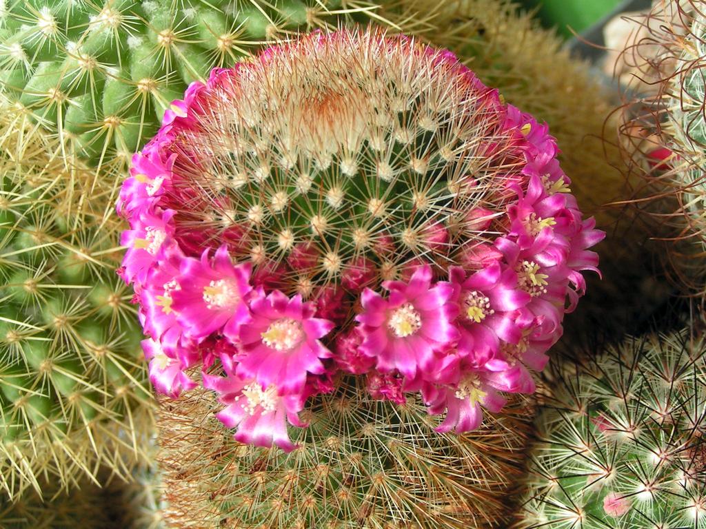 Mammillaria pilcayensis v chrysodactyla